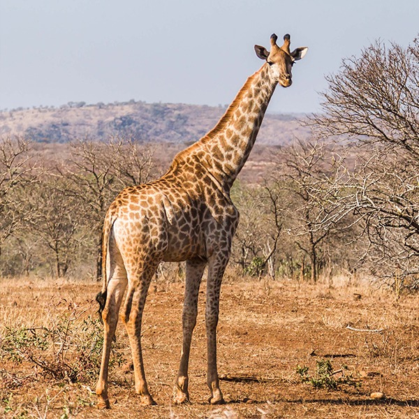 Giraffen