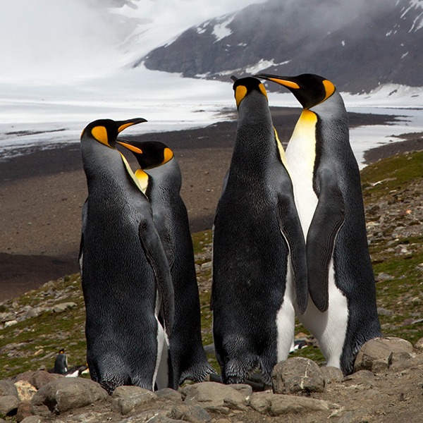 Pinguïns