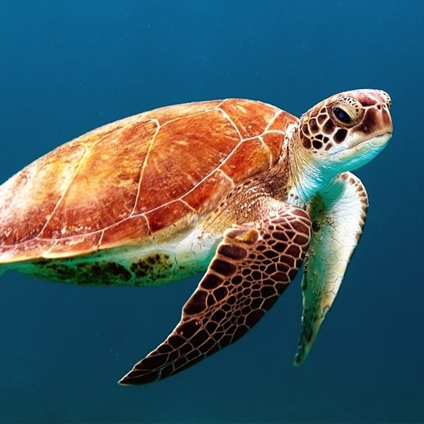 Schildpadden