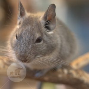 Chinchilla