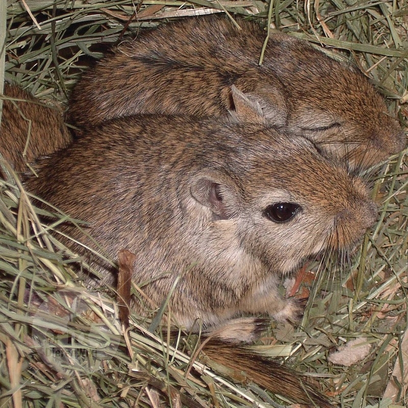 Gerbils