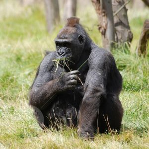 Gorilla