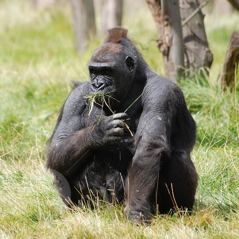 Gorilla