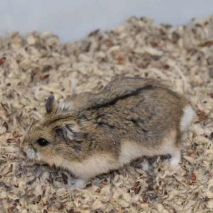 Hamsters