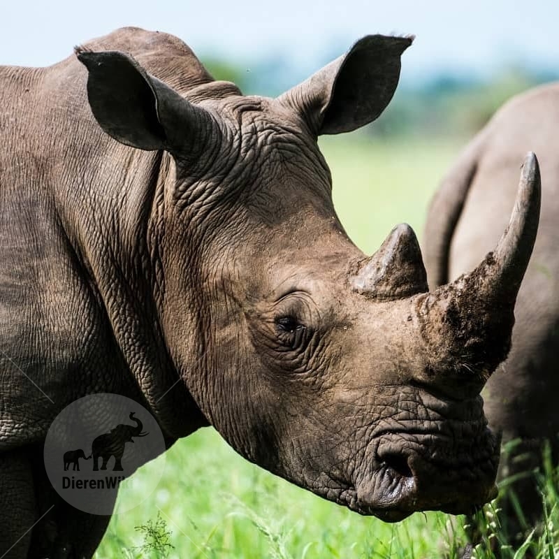 Spreekbeurt neushoorn