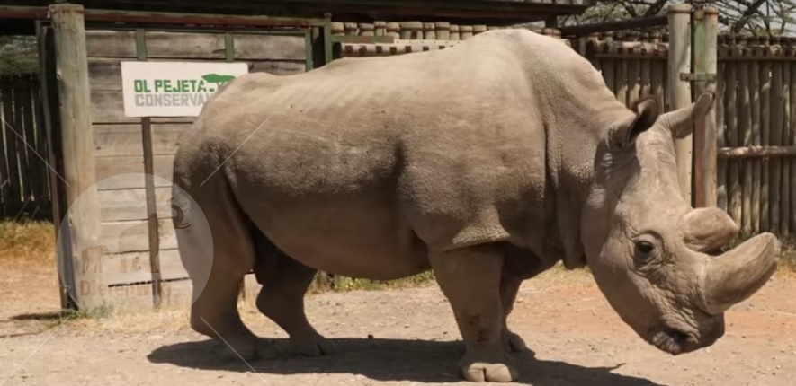 Sudan witte neushoorn