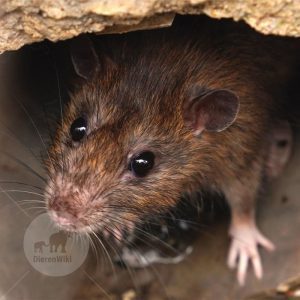 Ratten