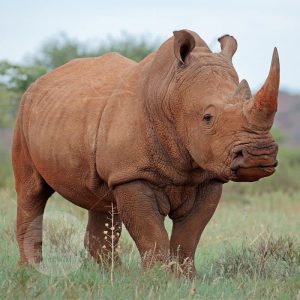 witte neushoorn WITTE NEUSHOORN