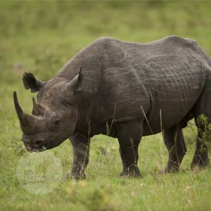 zwarte neushoorn zwarte neushoorn