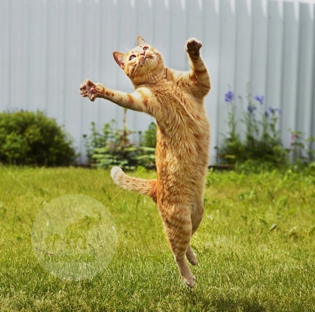 Katten en poezen