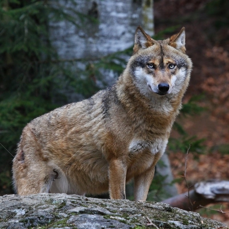 Wolven