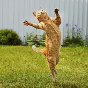 Spreekbeurt katten en poezen