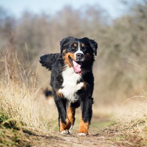 Berner Sennen