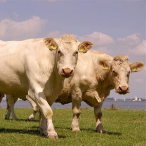 Blond d'Aquitaine Blonde d’Aquitaine
