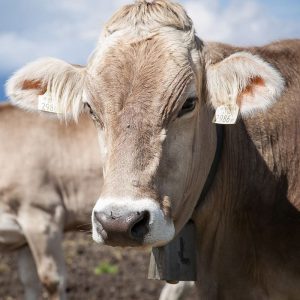 Brown Swiss Brown Swiss