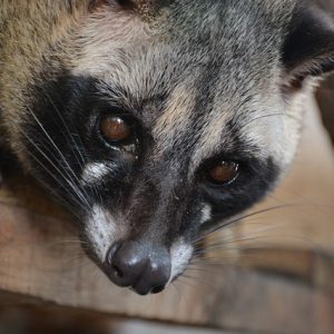 Civetkatten