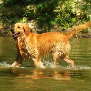 Golden retriever Golden Retriever