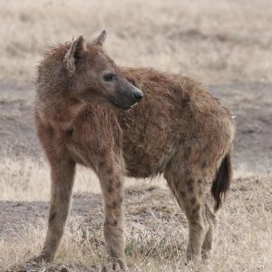 Hyena’s