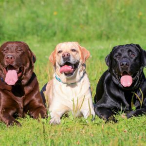 Labrador Retriever Labrador Retriever