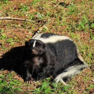 Stinkdieren