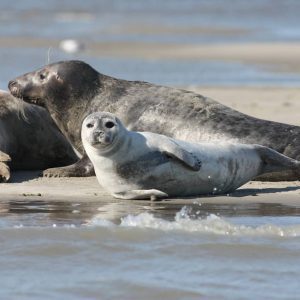 Zeehonden
