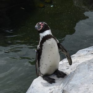 Humboldtpinguin Humboldtpinguin
