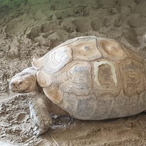Sporenschildpad