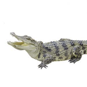 Krokodillen Krokodillen