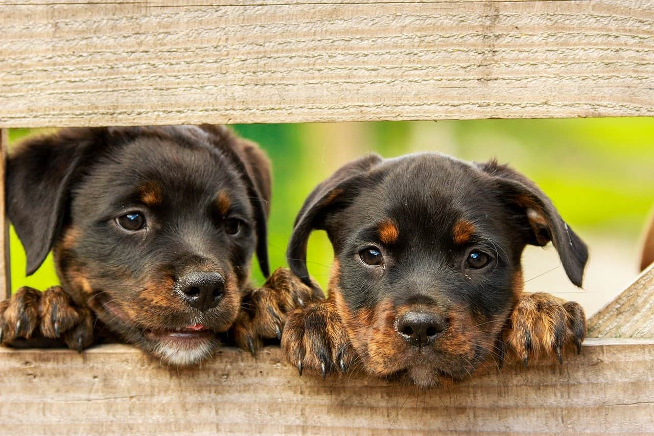 Waar komen honden vandaan