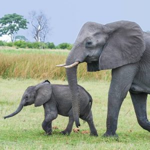 Afrikaanse Olifant Afrikaanse Olifant