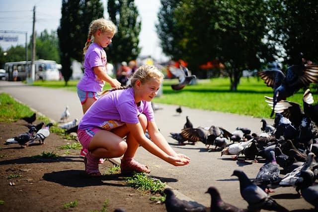 Is het goed om vogels te voeren in de winter