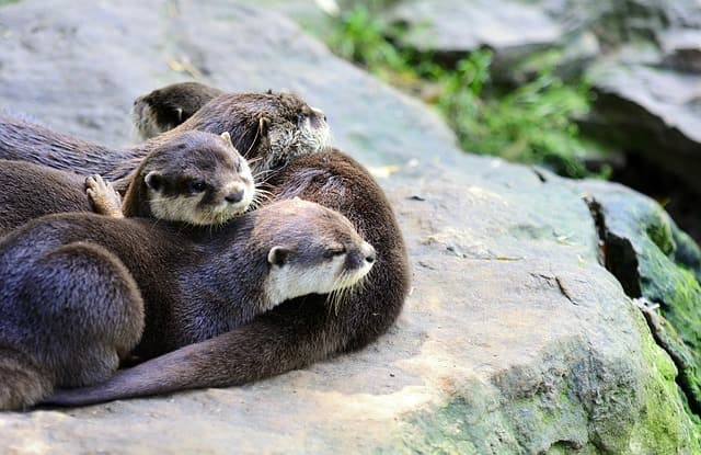 Jonge otter gespot met plastic om zijn nek