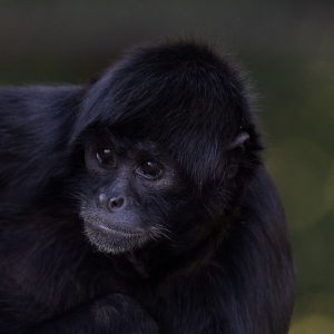 Siamang Siamang