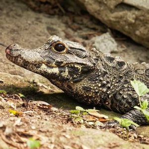 Breedvoorhoofdkrokodil Breedvoorhoofdkrokodil