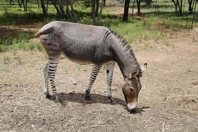 Zeldzame zezel geboren in Kenia