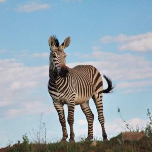 Zebra