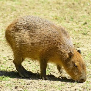 Capibara