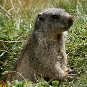 Marmotten