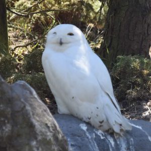 Sneeuwuil
