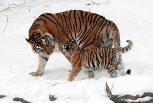 tijger Tijger