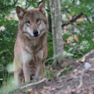 Spreekbeurt wolf Spreekbeurt Wolven